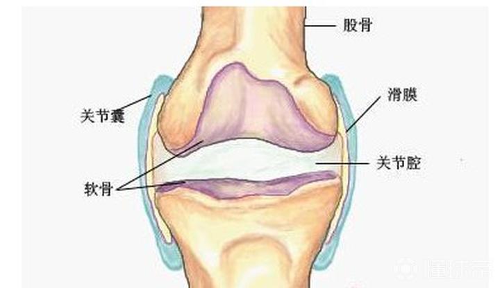 下图所示是膝盖部分结构图,了解滑奈恢 .