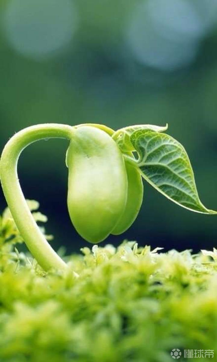 种的豆芽长出来了,看到它粉嫩的样子,说不出的喜悦.